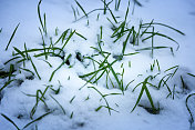 草地上覆盖着一层厚厚的雪