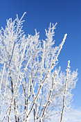 冬天树上的白霜