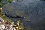 佛罗里达大沼泽地里的短吻鳄