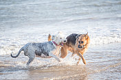 古英国牧羊犬和德国牧羊犬在海滩上玩耍