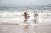 古英国牧羊犬和德国牧羊犬在海滩上玩耍