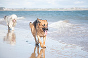 古英国牧羊犬和德国牧羊犬在海滩上玩耍