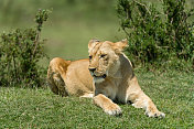 母狮子躺在马赛马拉，肯尼亚