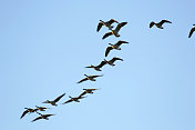 一群加拿大雁向东飞过弗雷泽山谷，加拿大