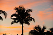 在阳光明媚的迈阿密群岛日落棕榈树剪影美国