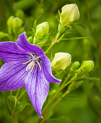 钟花雄蕊和花蕾