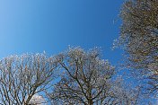 冬天里白雪覆盖的树木映衬着蓝天与空白