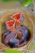 饥饿的小鸟在巢中等待食物。