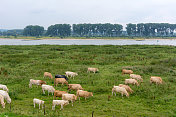 莱茵河上的牛群泛滥成灾