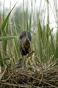 巢中的紫鹭(Ardea purpurea)