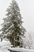 雪中的松树