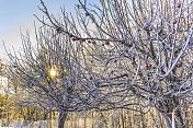 日出透过结冰的苹果树枝
