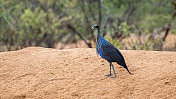 埃塞俄比亚:秃鹰珍珠鸡