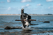 边境牧羊犬在阳光明媚的日子里嘴里叼着一根棍子在海里玩捡东西