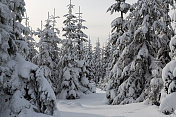 德国温特堡附近的雪树