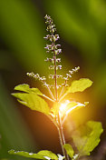 Tulasi植物