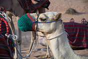 迪拜:骆驼