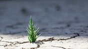 小绿色植物在干裂土壤中发芽