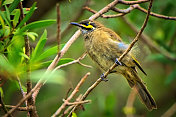 黄脸蜜蜂(Caligavis chrysops)