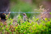 黄脸蜜蜂(Caligavis chrysops)