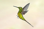 厄瓜多尔蜂鸟-雄蜂后一只翅膀升起