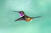 厄瓜多尔蜂鸟。雄性紫喉蜂鸟