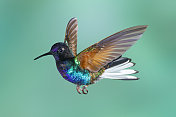 厄瓜多尔的蜂鸟-天鹅绒紫色的羽翼向上的冠