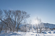 这是挪威北部的一棵冬天结冰的树，阳光充足