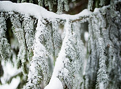 雪中的冷杉枝