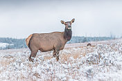 黄石公园秋季第一场雪后的麋鹿