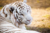 动物园里的白孟加拉虎