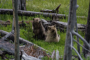 灰熊和她的幼崽美国黄石公园