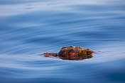 海洋中的赤蠵龟