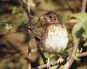 Song Trush (Turdus philomelos)小鸟