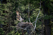 一对鱼鹰在黄石公园筑巢