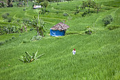 绿色梯田，巴厘岛，印度尼西亚