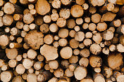 木材工业生产的成排的原木和树木
