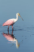 玫瑰spoonbill，鸭嘴兽