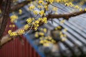 日本山茱萸山茱萸