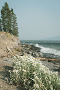 黄石湖波浪，野花背景