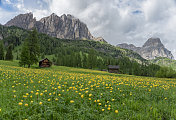 萨斯・达・恰姆帕克和野花，Dolomites，意大利