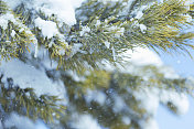 松树枝上的新雪