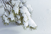 松树枝上的新雪