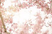春天的景色-粉红色的樱花在蓝色的天空背景。滋润柔和的颜色。