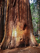 红杉国家公园的一棵大红杉