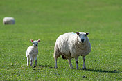 绵羊和新生羊羔