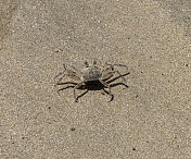 砂喷水蟹
