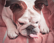 一只狗伸出舌头的可爱画像