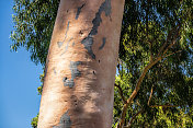 树干。阳光下的桉树，澳大利亚