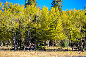 驼鹿和秋天的颜色随着白杨树在科罗拉多州的变化
